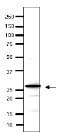 Anti-Taf14 Antibody Anti-Taf14 Antibody