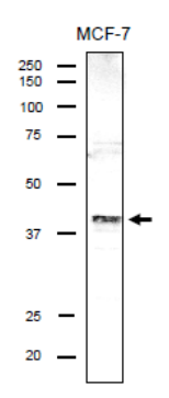 Anti-DSN1 Antibody