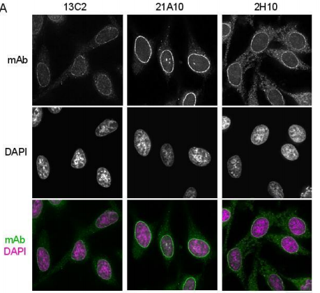 Anti-NUP98 Antibody [13C2 + 21A10]