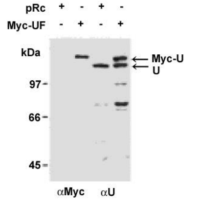 Anti-hnRNP U/p120 Antibody