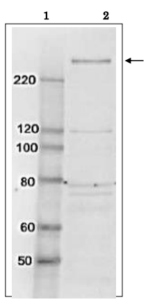 Anti-TAF1 Antibody