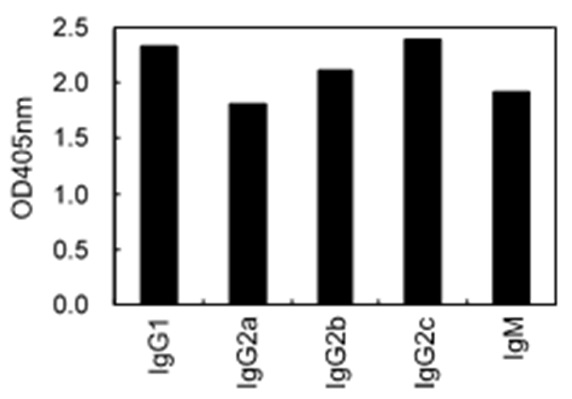 Anti-Ig Kappa Light Chain Antibody (HRP) [KT100] - Identical to Abcam (ab106762)