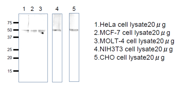 Anti-RRAGC Antibody