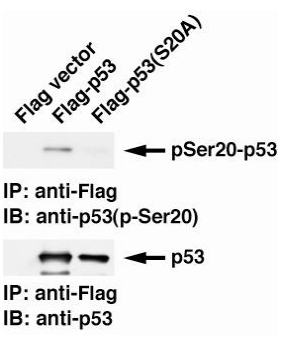 Anti-p53 (phospho Ser20) Antibody [17B6]