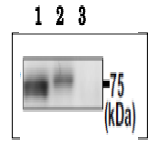 Anti-PDILT Antibody Anti-PDILT Antibody