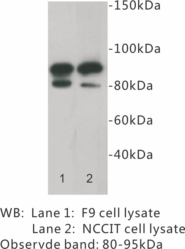 Anti-CD19 Antibody