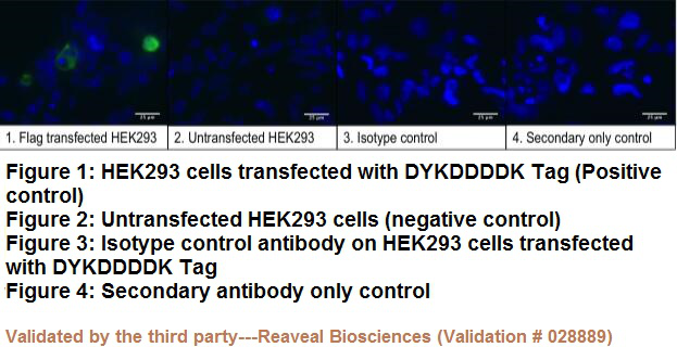 Anti-DYKDDDDK Tag Antibody