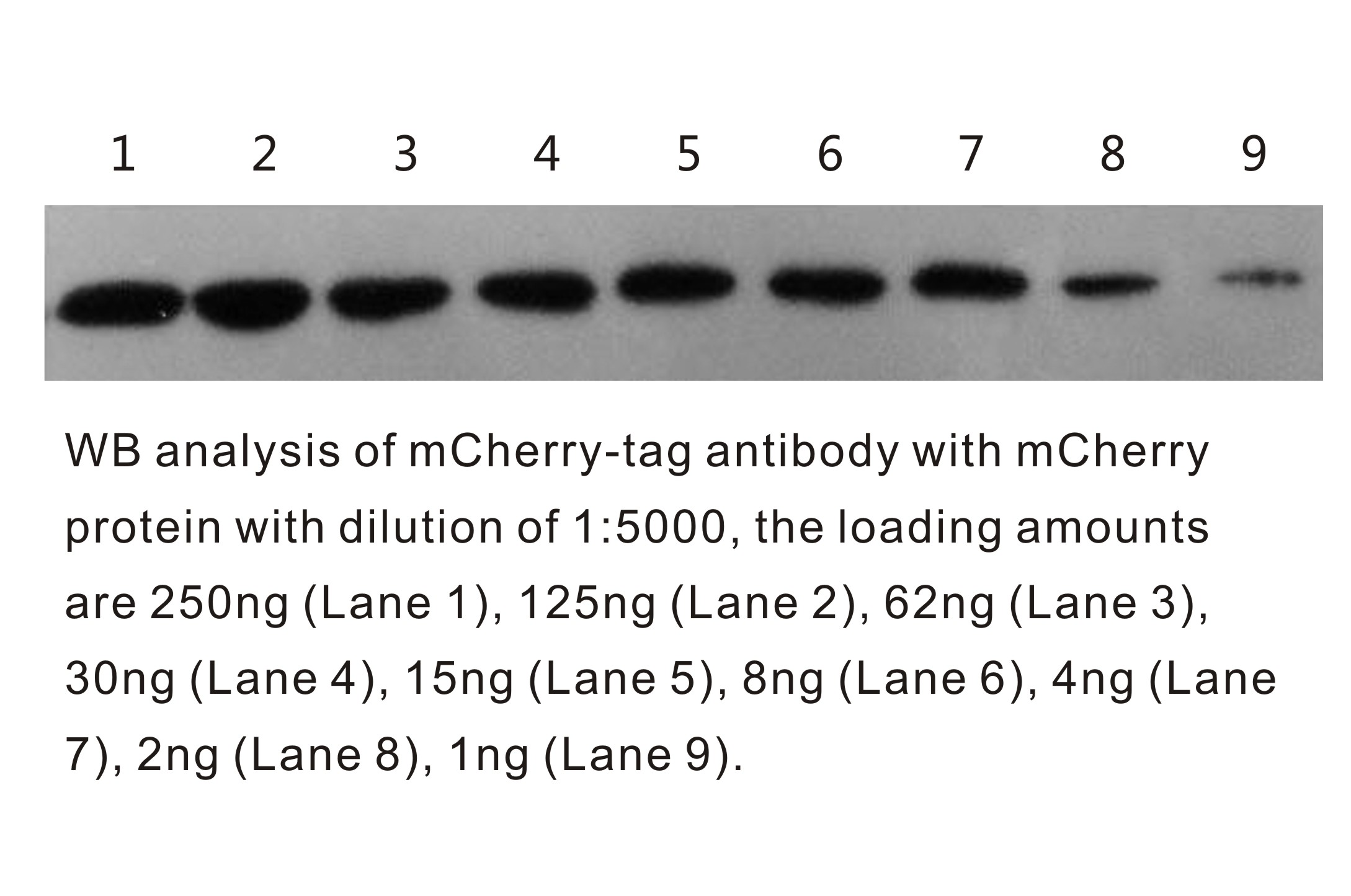 Anti-mCherry Antibody