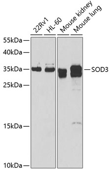 Anti-Superoxide Dismutase 3 / EC-SOD Antibody