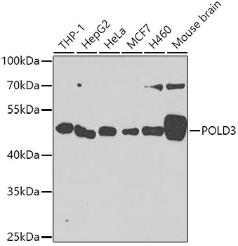 Anti-POLD3 Antibody