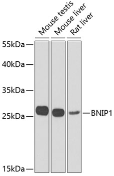 Anti-BNIP1 Antibody