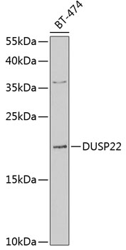 Anti-DUSP22 Antibody