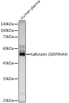 Anti-Kallistatin / PI-4 Antibody