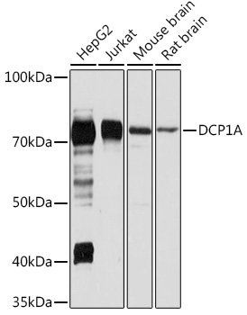 Anti-Dcp1a Antibody