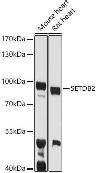 Anti-CLLD8 / SETDB2 Antibody
