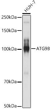 Anti-ATG9B Antibody