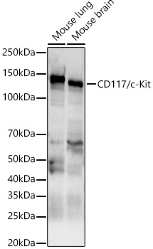 Anti-c-Kit Antibody