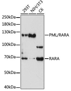 Anti-PML Protein + Retinoic Acid Receptor alpha Antibody