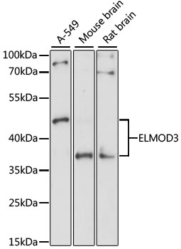 Anti-ELMOD3 Antibody
