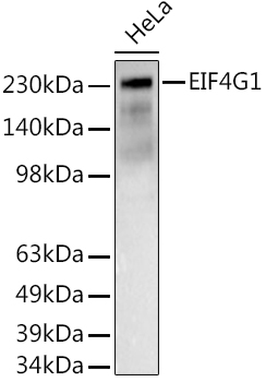 Anti-eIF4G1 Antibody