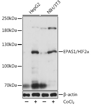 Anti-HIF-2 alpha Antibody