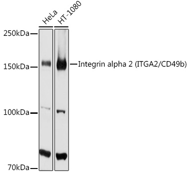 Anti-Integrin alpha 2 Antibody