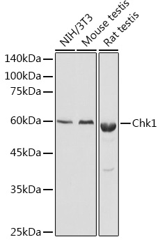 Anti-Chk1 Antibody