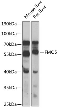Anti-FMO5 Antibody
