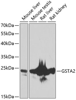 Anti-GSTA2 Antibody