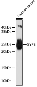 Anti-GYPB / GPB Antibody