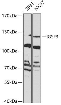 Anti-IGSF3 Antibody