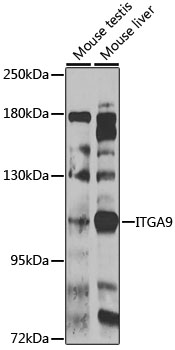 Anti-Integrin alpha 9 Antibody