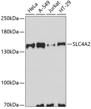 Anti-AE2 Antibody