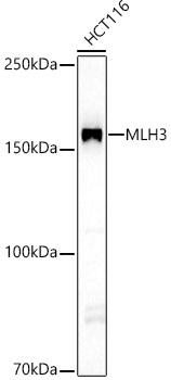 Anti-MLH3 Antibody