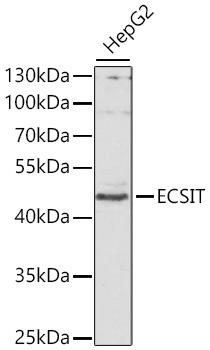 Anti-ECSIT Antibody