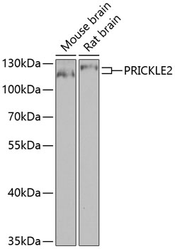 Anti-Prickle 2 Antibody