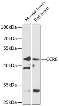 Anti-CCR8 Antibody