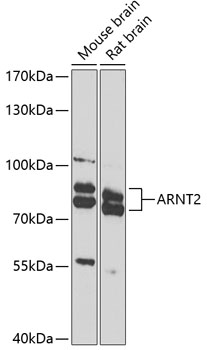 Anti-ARNT2 Antibody