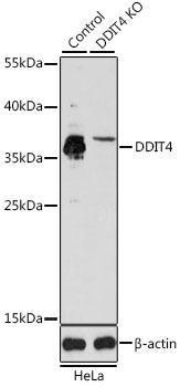Anti-REDD-1 / DDIT4 Antibody