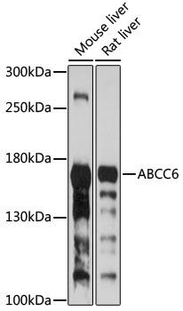 Anti-MRP6 / ARA Antibody