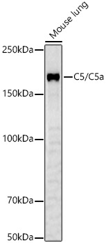 Anti-C5 Antibody