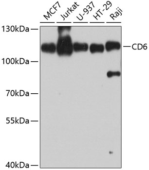 Anti-CD6 / T12 Antibody