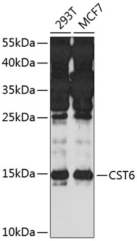 Anti-CST6 Antibody