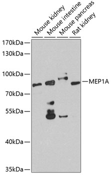 Anti-Meprin alpha Antibody