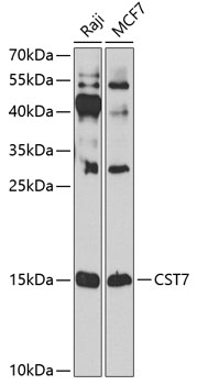 Anti-Cystatin F Antibody