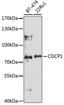 Anti-CDCP1 Antibody