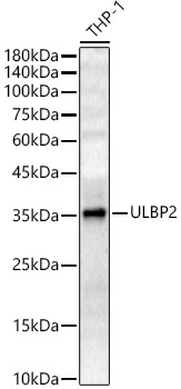 Anti-ULBP2 Antibody