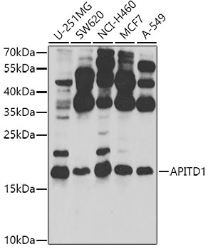 Anti-MHF1 Antibody
