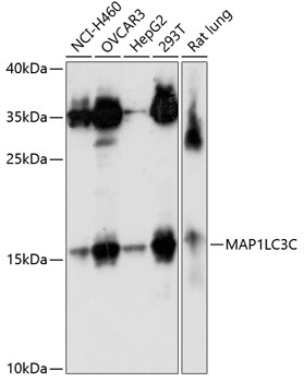 Anti-LC3C Antibody