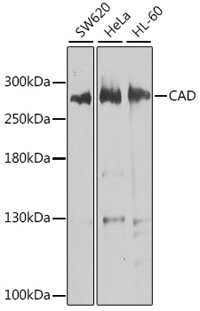 Anti-CAD / BM1 Antibody